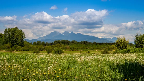 Golden Ears mountain in the Fraser Valley — Stok fotoğraf