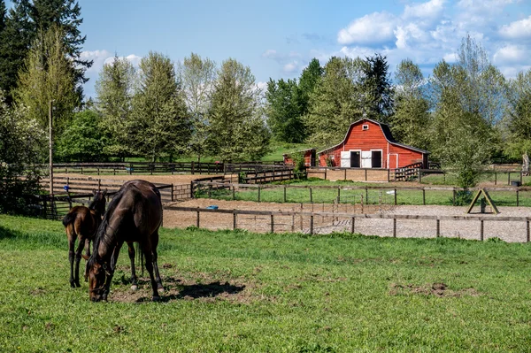 Mare and Filly Grazing in a Meadow — Stock Photo, Image