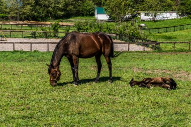 Mare and Filly Grazing in a Meadow