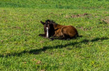 Filly laying down in the Meadow