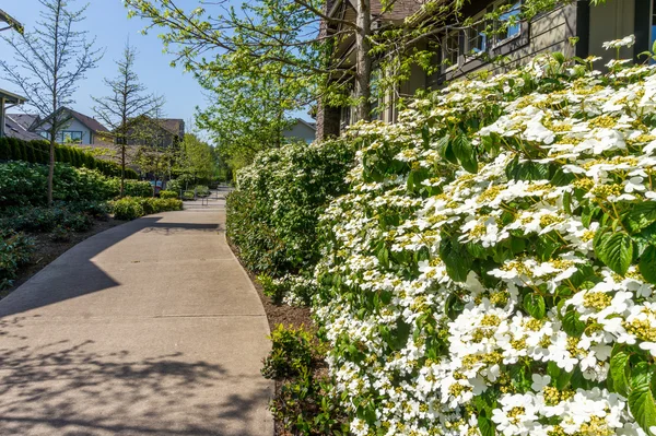 Suburbia in Fort Langley in the Fraser Valley — Zdjęcie stockowe