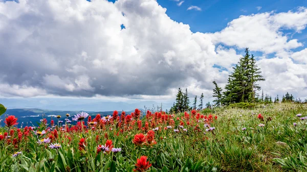 Flores silvestres coloridas en los Altos Alpes —  Fotos de Stock