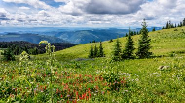 Kır çiçekleri ile Meadows aracılığıyla hiking