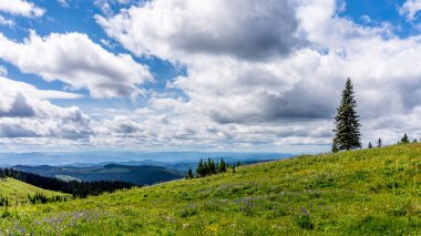 Kır çiçekleri ile Meadows aracılığıyla hiking
