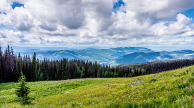 Ağaçlar çiçek ve çam böceği ile British Columbia yüksek Alpin çayırlar enfekte