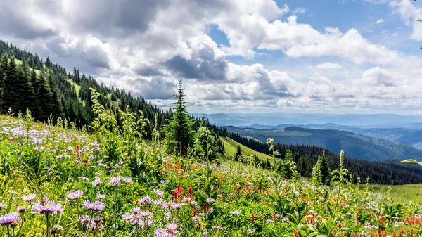 Hiking through the Meadows with Wild Flowers — Stock Photo, Image