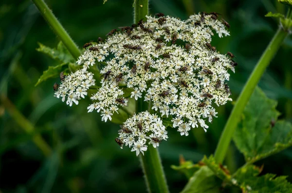 Lots of Flies on a White Valerian Flower — Stock Photo, Image