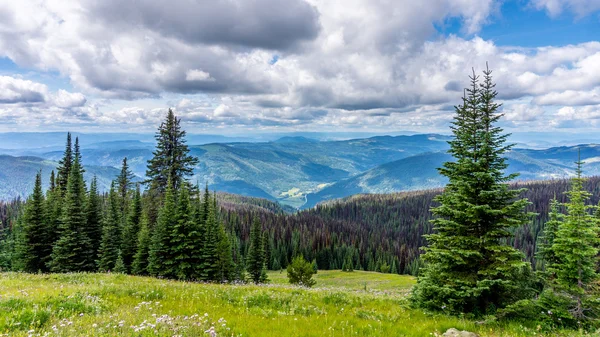 Altos prados alpinos de Columbia Británica con árboles infectados por escarabajos de flores y pinos — Foto de Stock