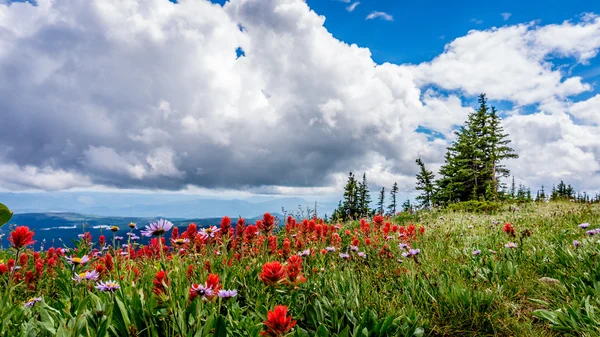 Kleurrijke wilde bloemen in de hoge Alpen — Stockfoto