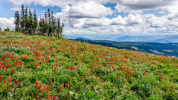 Kolorowe kwiaty dzikiego w wysokiej Alpine — Zdjęcie stockowe
