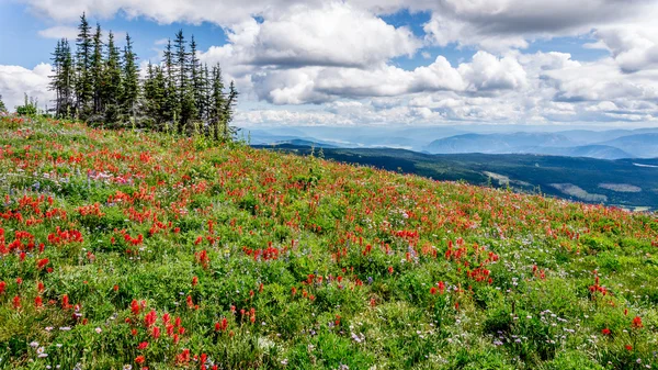 Fiori selvatici colorati nell'alta Alpi — Foto Stock