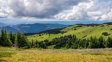 Kır çiçekleri ile Meadows aracılığıyla hiking