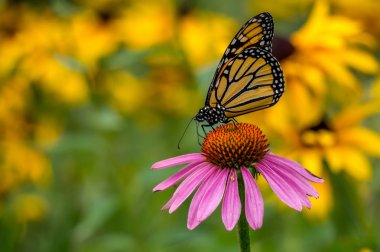 A Monarch Butterfly on a purple Echinacea cone flower clipart