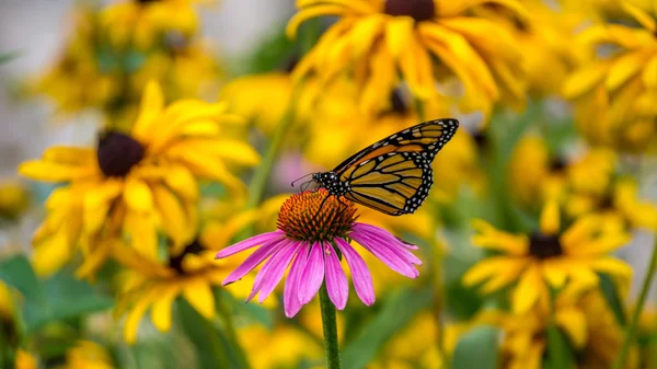 Una mariposa monarca sobre una flor de cono de equinácea púrpura — Foto de Stock