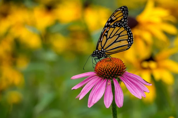 Ein Monarchfalter auf einer violetten Echinacea-Zapfenblume — Stockfoto