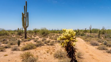 Saguaro ve Cholla kaktüs Arizona Çölü'nde