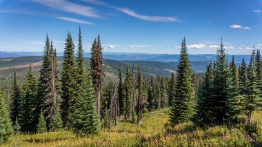 Hiking through alpine meadows and coniferous trees clipart