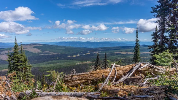 Senderismo a través de prados alpinos y árboles caídos hasta la cima de la montaña Tod — Foto de Stock