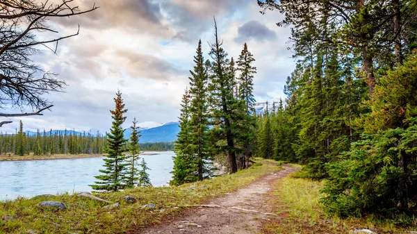 Sentiero a piedi lungo il fiume Athabasca — Foto Stock