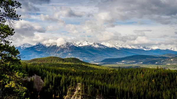 Він Атабаска Долина річки поблизу міста Jasper — стокове фото