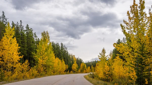 Árboles a todo color en otoño en el Parque Nacional Jasper — Foto de Stock