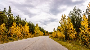 Sonbahar renkleri Jasper Milli Parkı'nda