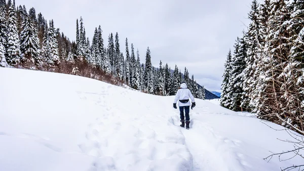 Caminando a través de la nieve en las tierras altas de Shuswap — Foto de Stock