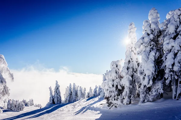 Cielo azul y árboles cubiertos de nieve sobre las nubes en los picos del sol — Foto de Stock
