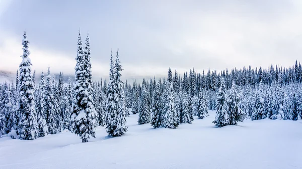 Paisaje invernal en las montañas con árboles cubiertos de nieve en la colina de esquí —  Fotos de Stock