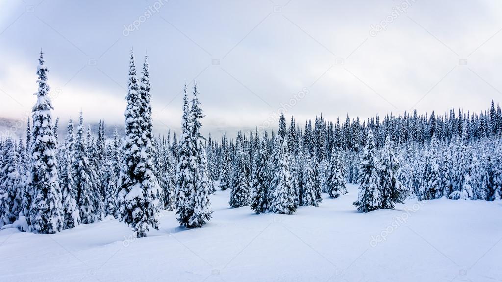 Winter landscape on the mountains with snow covered trees on the ski hill
