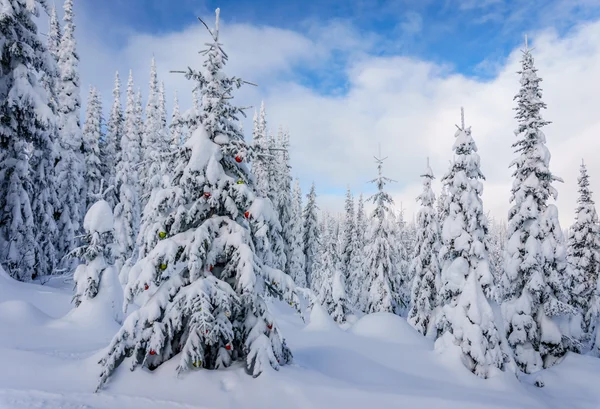 Decorated Christmas Trees in the Forest — Stock Photo, Image