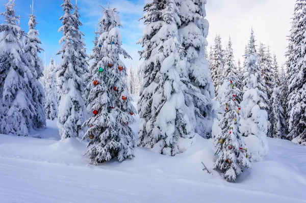 Arbres de Noël décorés dans la forêt — Photo