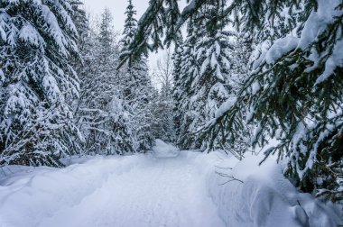 Kar yürüyen ağaçlar orman kaplı