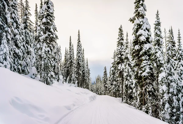 눈 산에 겨울 풍경 덮여 스키 언덕에 나무 — 스톡 사진