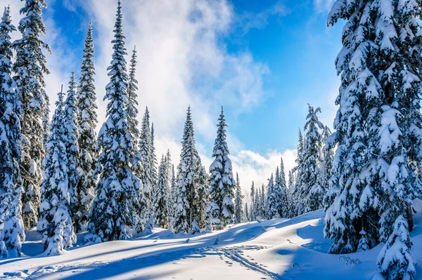 Paisaje invernal en las montañas con árboles cubiertos de nieve en la colina de esquí — Foto de Stock