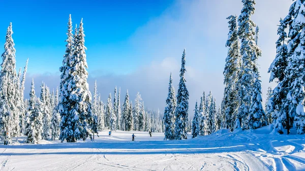 Esquí entre los árboles cubiertos de nieve en los Altos Alpes — Foto de Stock