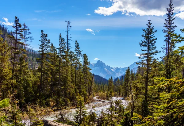 Picchi e foreste montane nel Parco Nazionale di Yoho nelle Montagne Rocciose — Foto Stock