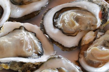 Bir kabuk çiğ istiridye