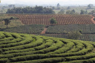 Tea Plantation Çiftliği 'nin tepesinde, doğa dağ arka planında adımlar.