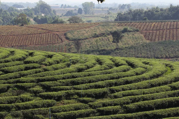 Step pattern on the hill of Tea Plantations farm, nature mountain backgrounds