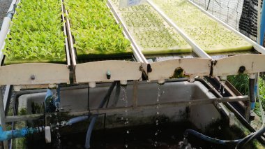 Bahçedeki hidrofonik tazelik, ticari tarım sürdürülebilir, reklam geçmişi.