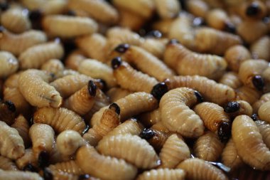 Oragnik Yaşayan Palmiye Buğday bitli larvaları (Rhynchophorus phoenicis), Ulusal Orman Ormanı 'ndaki geleneksel gıda pazarında gergedan böceği, protein kaynağı, reklam geçmişi