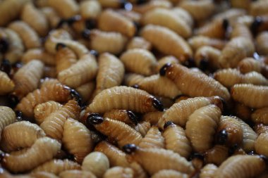 Oragnik Yaşayan Palmiye Buğday bitli larvaları (Rhynchophorus phoenicis), Ulusal Orman Ormanı 'ndaki geleneksel gıda pazarında gergedan böceği, protein kaynağı, reklam geçmişi