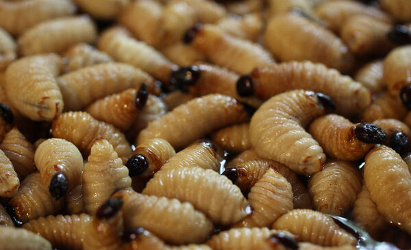 Group of oragnic Living edible palm weevil larvae (Rhynchophorus phoenicis), Rhinoceros beetle at traditional food market in the national jungle forest, protein source, advertisement backgrounds