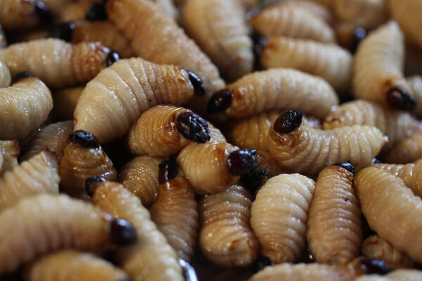 Group of oragnic Living edible palm weevil larvae (Rhynchophorus phoenicis), Rhinoceros beetle at traditional food market in the national jungle forest, protein source, advertisement backgrounds