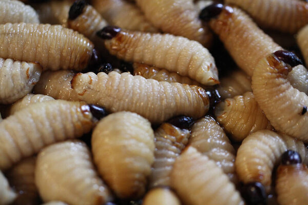 Group of oragnic Living edible palm weevil larvae (Rhynchophorus phoenicis), Rhinoceros beetle at traditional food market in the national jungle forest, protein source, advertisement backgrounds