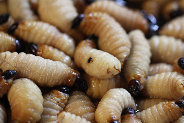 Group of oragnic Living edible palm weevil larvae (Rhynchophorus phoenicis), Rhinoceros beetle at traditional food market in the national jungle forest, protein source, advertisement backgrounds