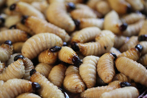 Group of oragnic Living edible palm weevil larvae (Rhynchophorus phoenicis), Rhinoceros beetle at traditional food market in the national jungle forest, protein source, advertisement backgrounds