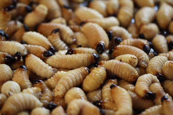 Group of oragnic Living edible palm weevil larvae (Rhynchophorus phoenicis), Rhinoceros beetle at traditional food market in the national jungle forest, protein source, advertisement backgrounds