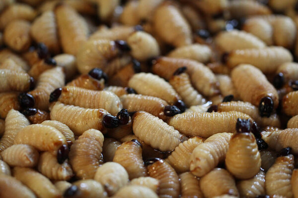 Group of oragnic Living edible palm weevil larvae (Rhynchophorus phoenicis), Rhinoceros beetle at traditional food market in the national jungle forest, protein source, advertisement backgrounds